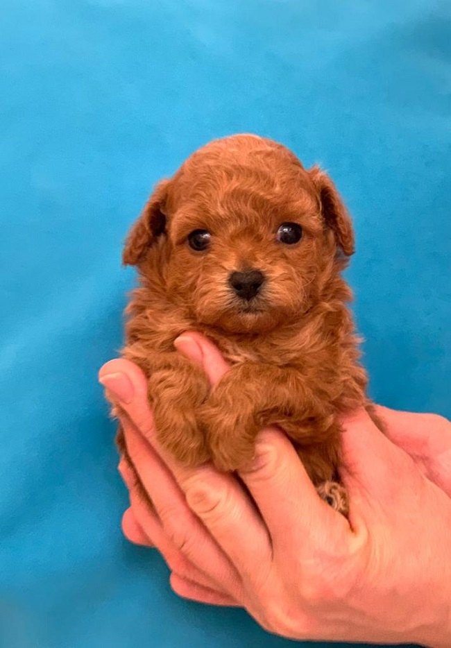 тедди пудель