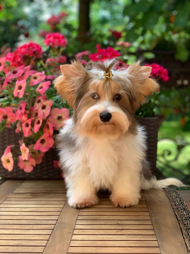 купить йорка в питомнике