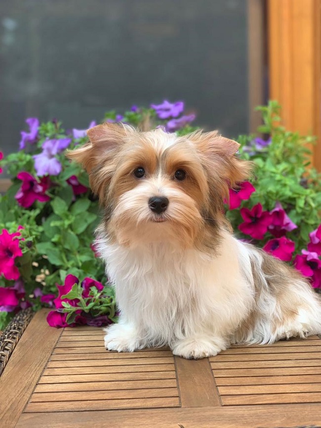 купить йорка в питомнике