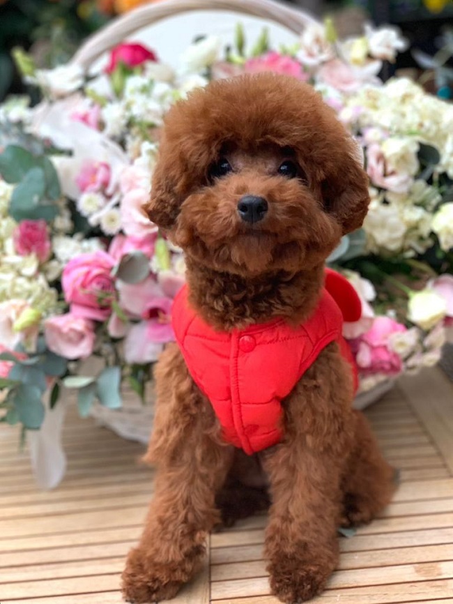 тедди пудель