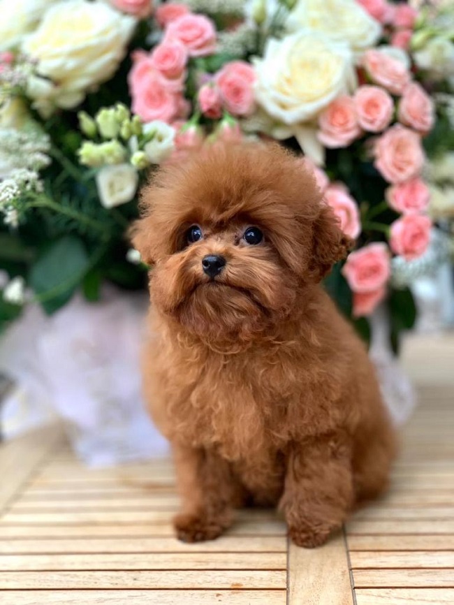 тедди пудель