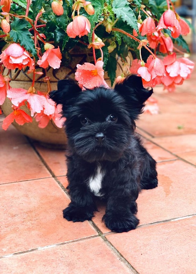 купить йорка в питомнике