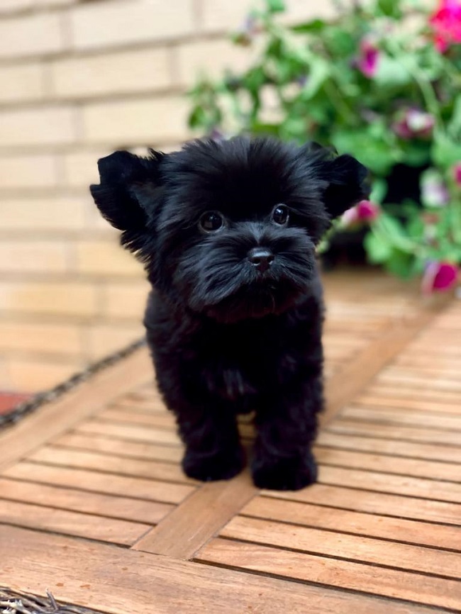 купить йорка в питомнике