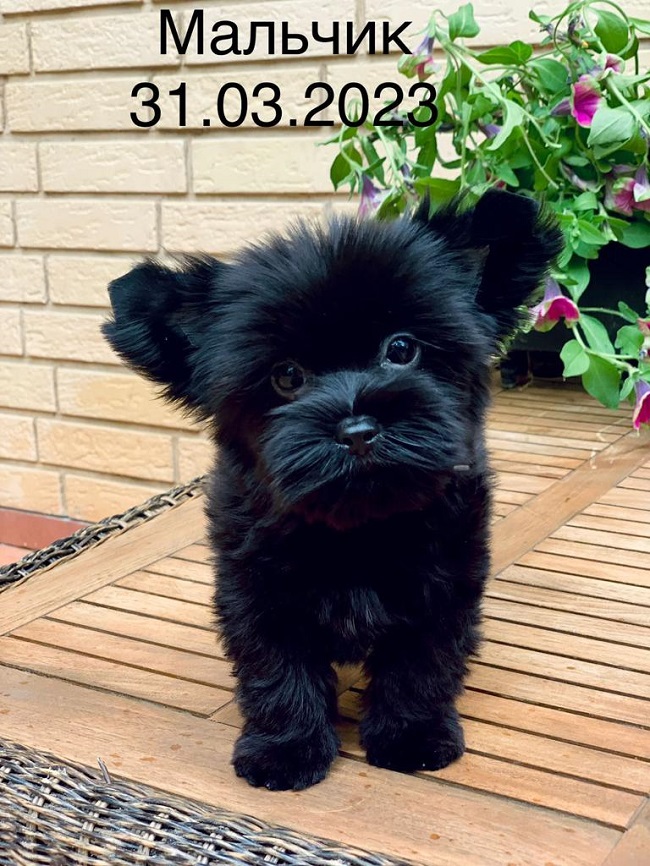 купить йорка в питомнике