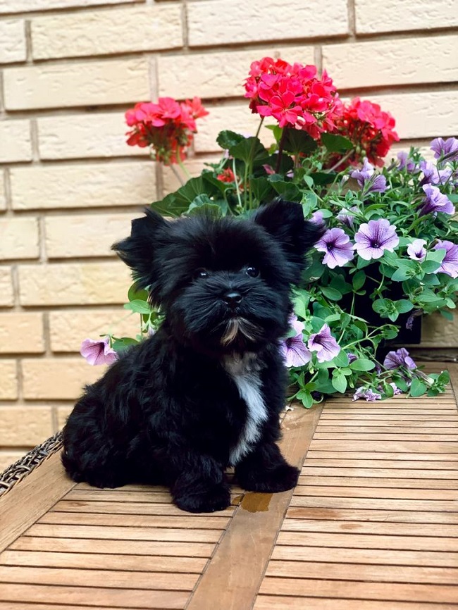 купить йорка в питомнике