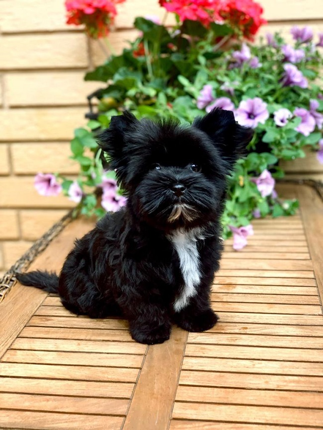 купить йорка в питомнике