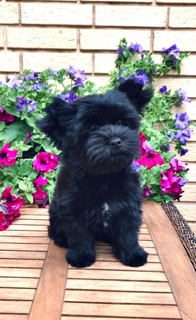 купить йорка в питомнике