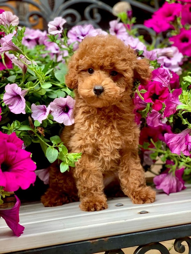 тедди пудель