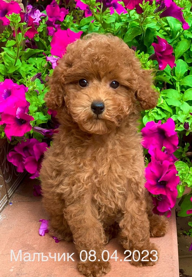 тедди пудель