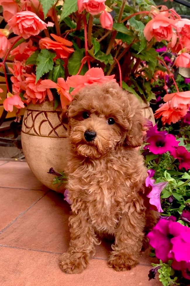 тедди пудель