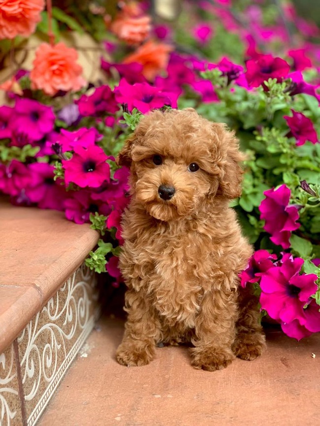 тедди пудель