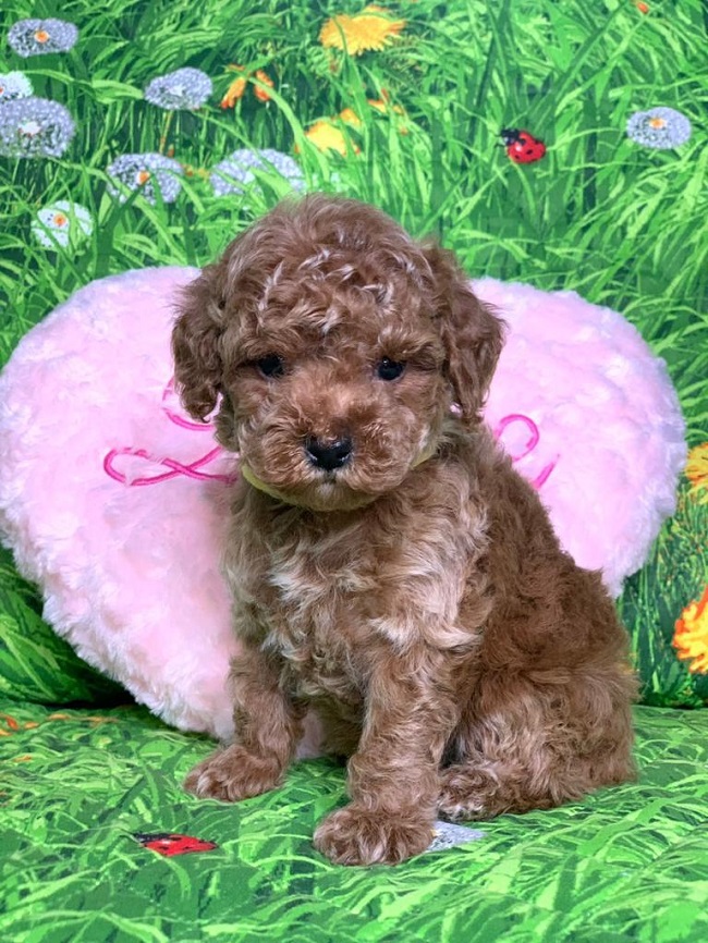 тедди пудель