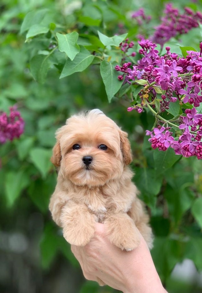 тедди пудель