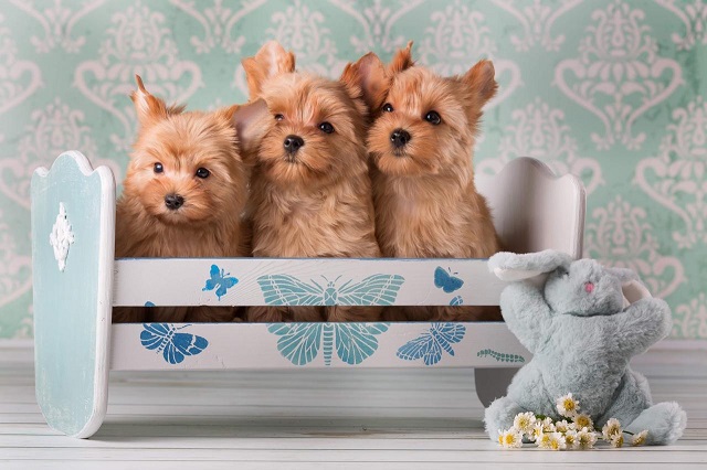 йоркширский терьер