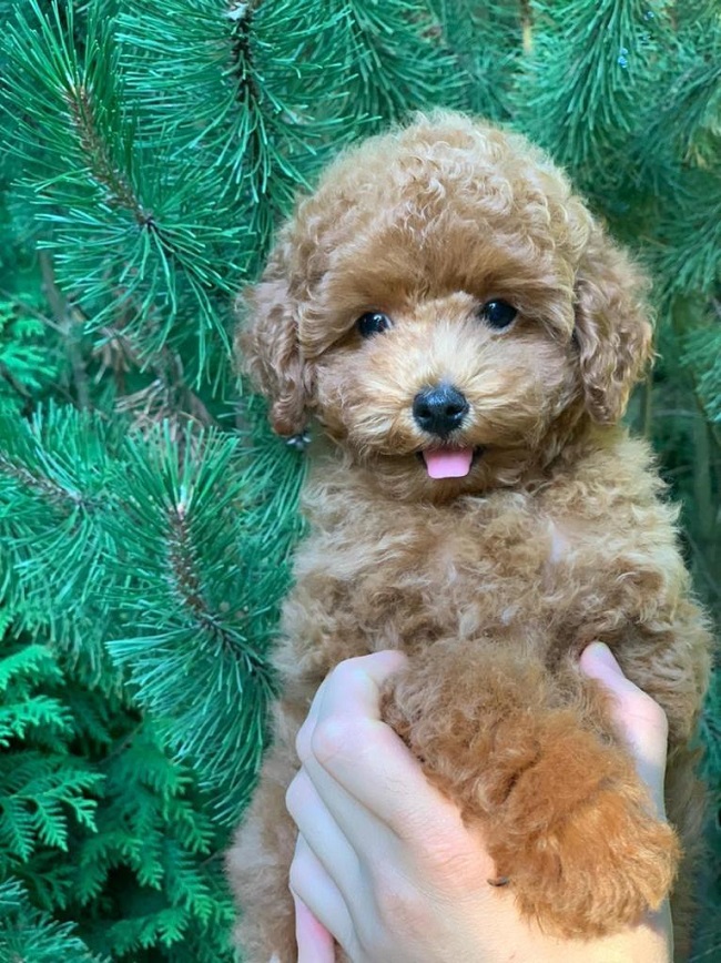 микро пудель