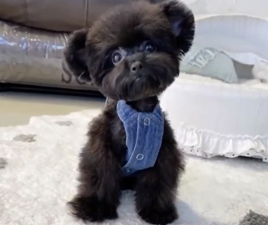 микро пудель