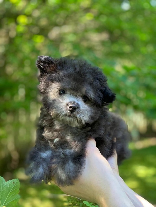 тедди пудель