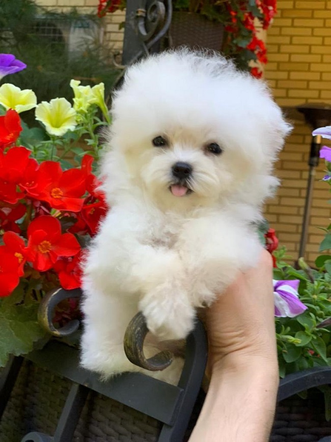 тедди пудель