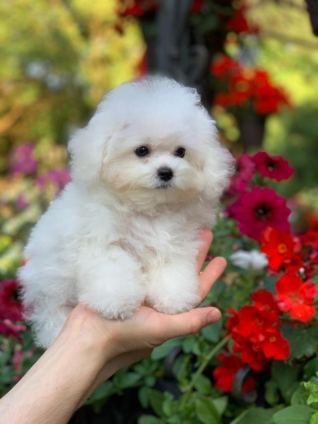 тедди пудель