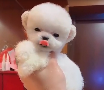 тедди пудель