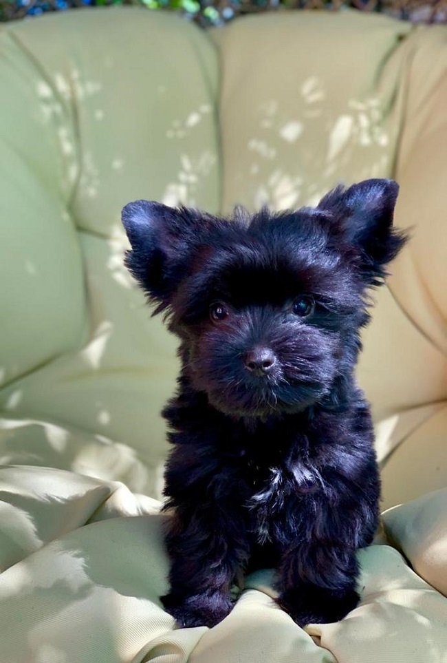 купить йорка в питомнике