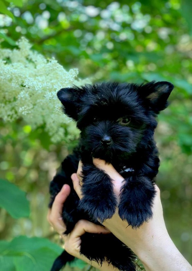 черный йорк купить йорка в питомнике