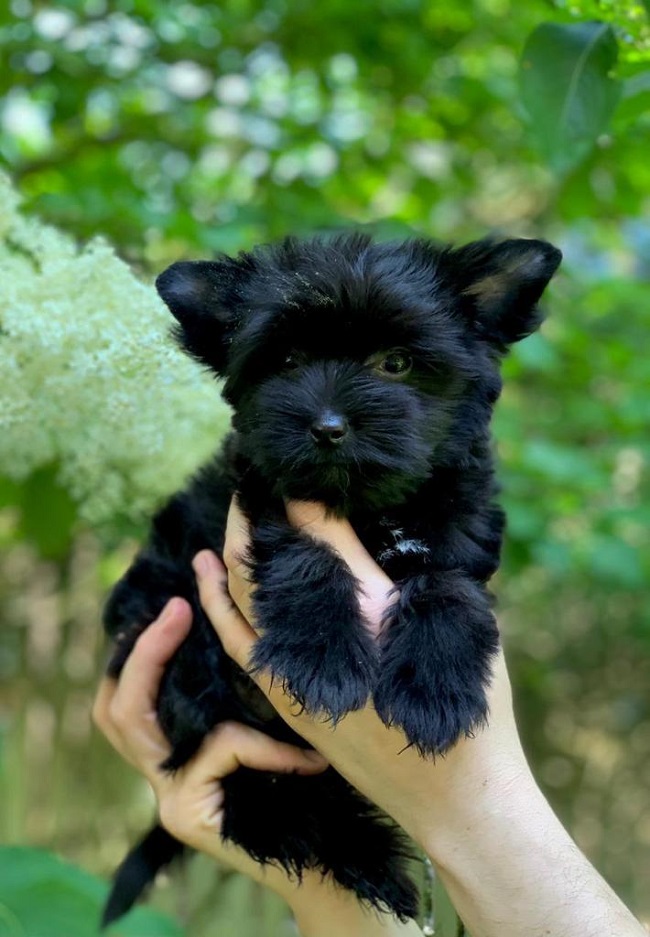 купить йорка в питомнике