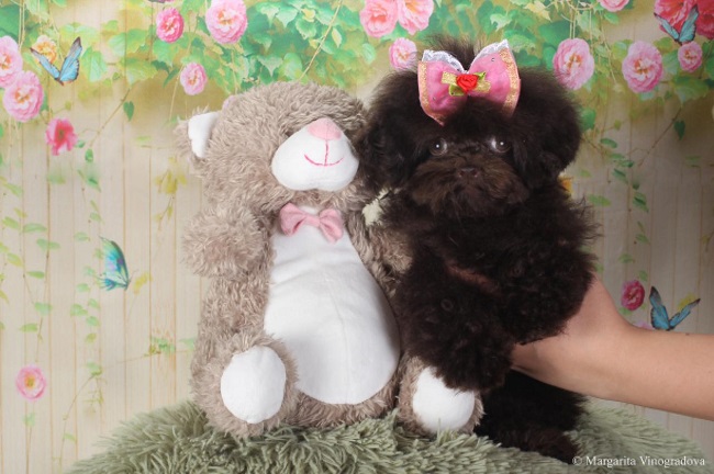 тедди пудель