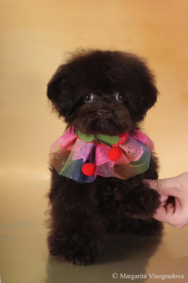 микро пудель