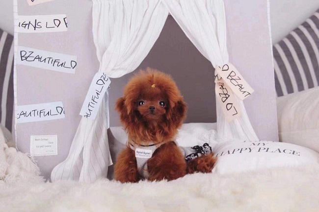 микро пудель