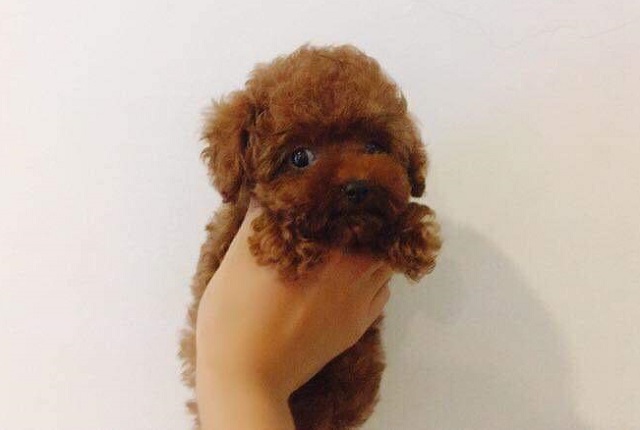 микро пудель