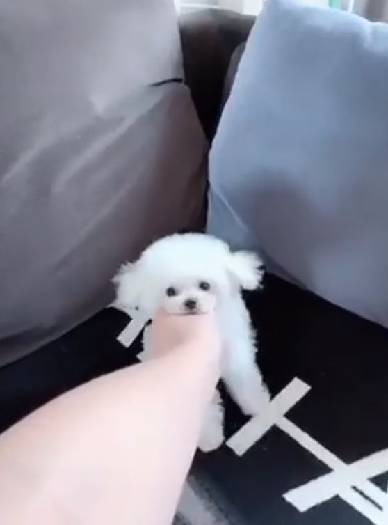 микро пудель