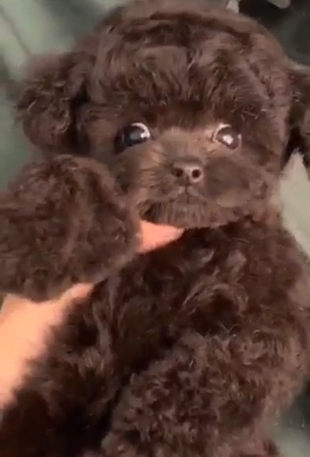 микро пудель