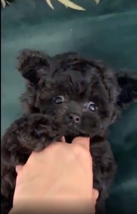 микро пудель