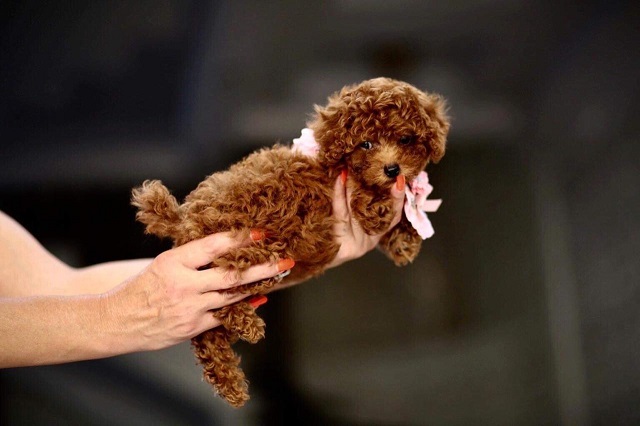 микро пудель