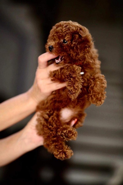 микро пудель