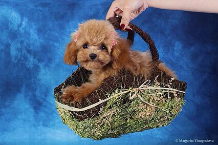 микро пудель