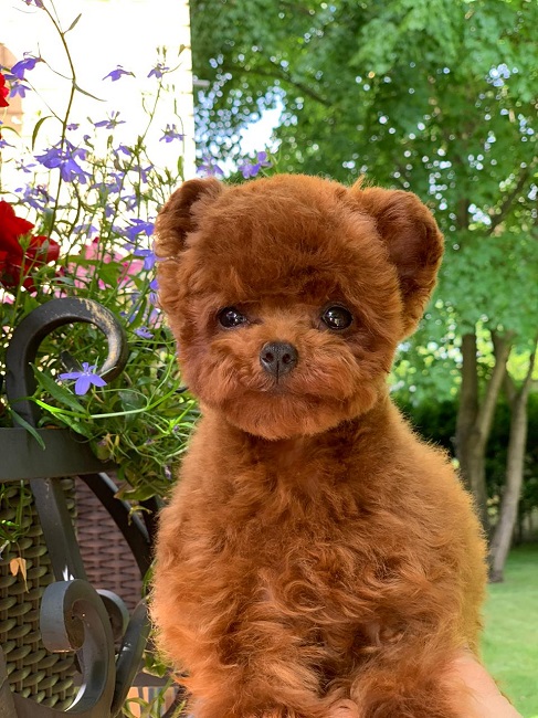 микро пудель