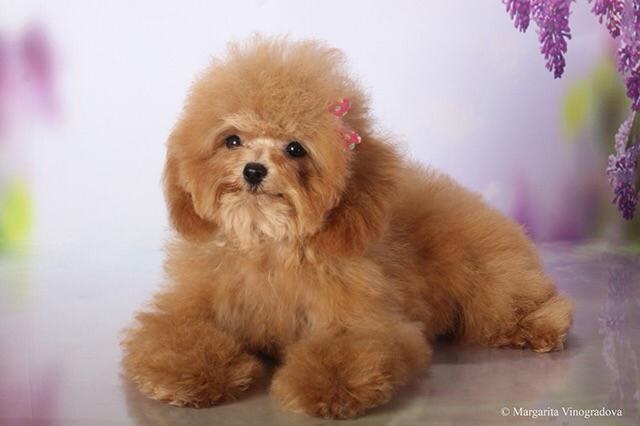 микро пудель