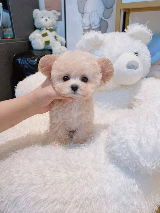 тедди пудель