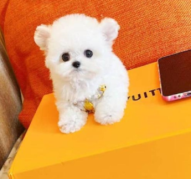 тедди пудель