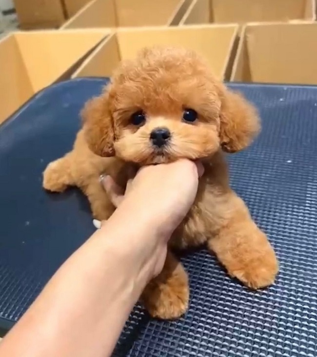 тедди пудель