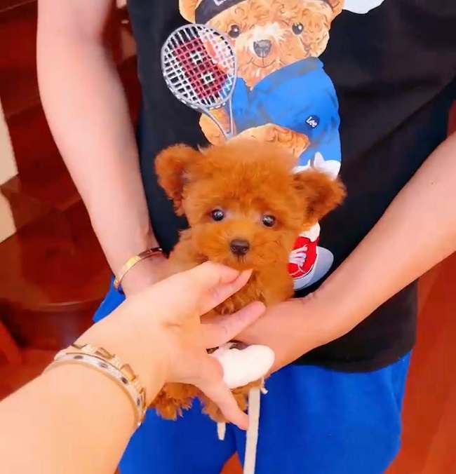 тедди пудель