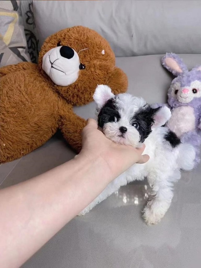 тедди пудель