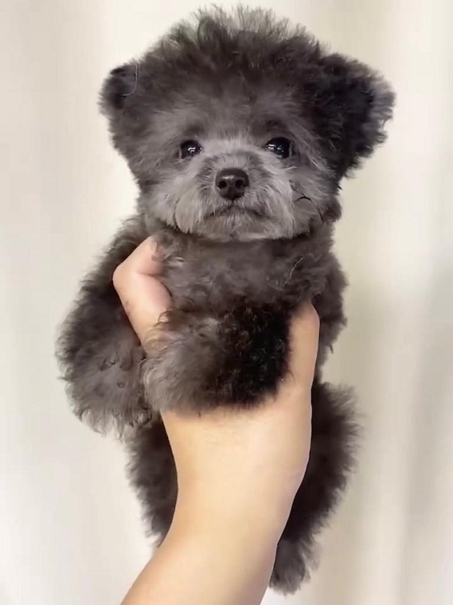 тедди пудель