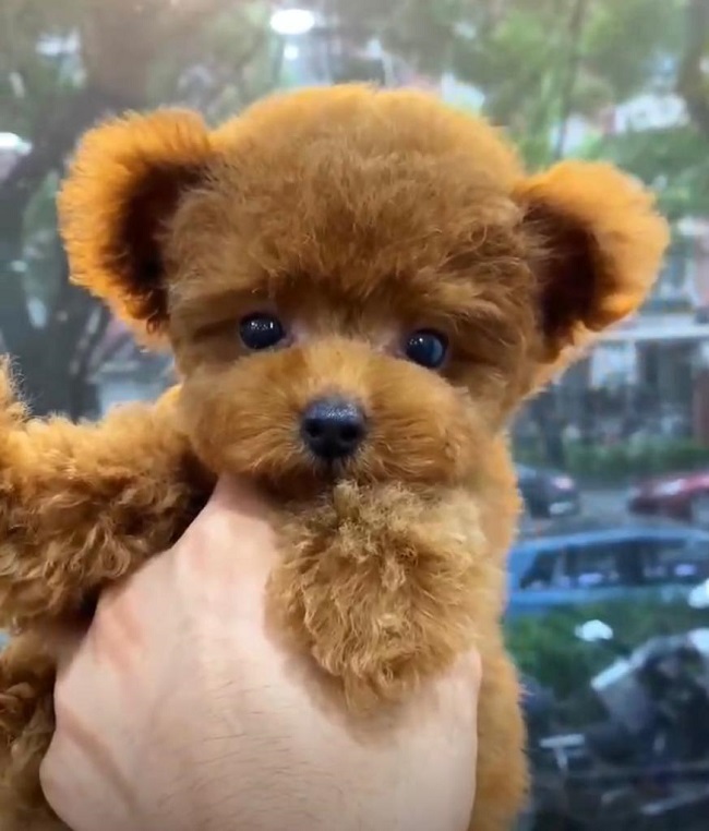 тедди пудель