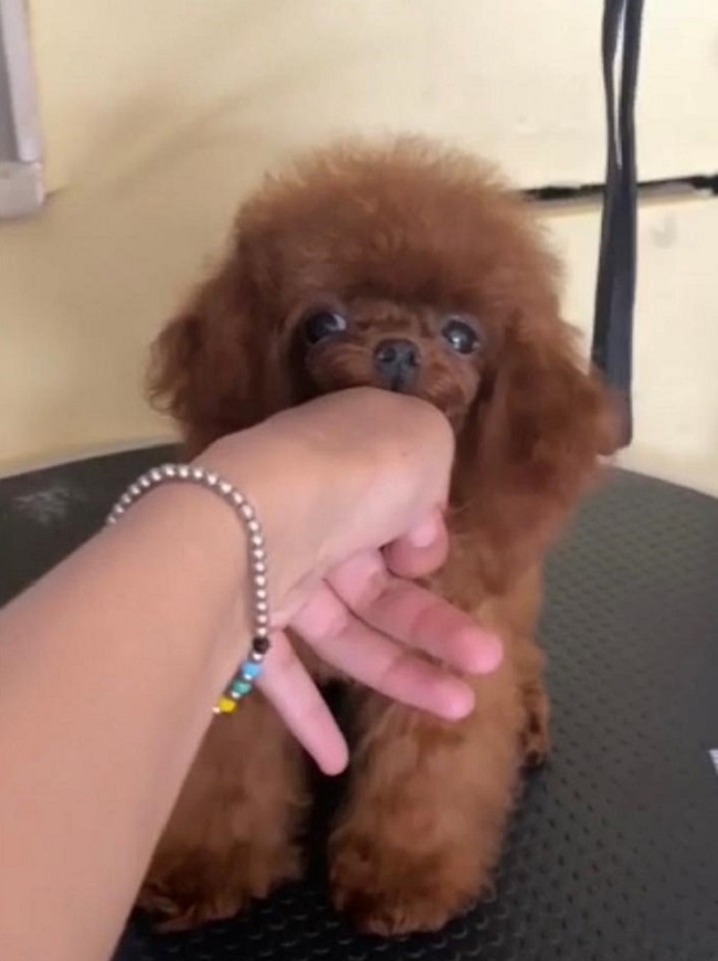 тедди пудель