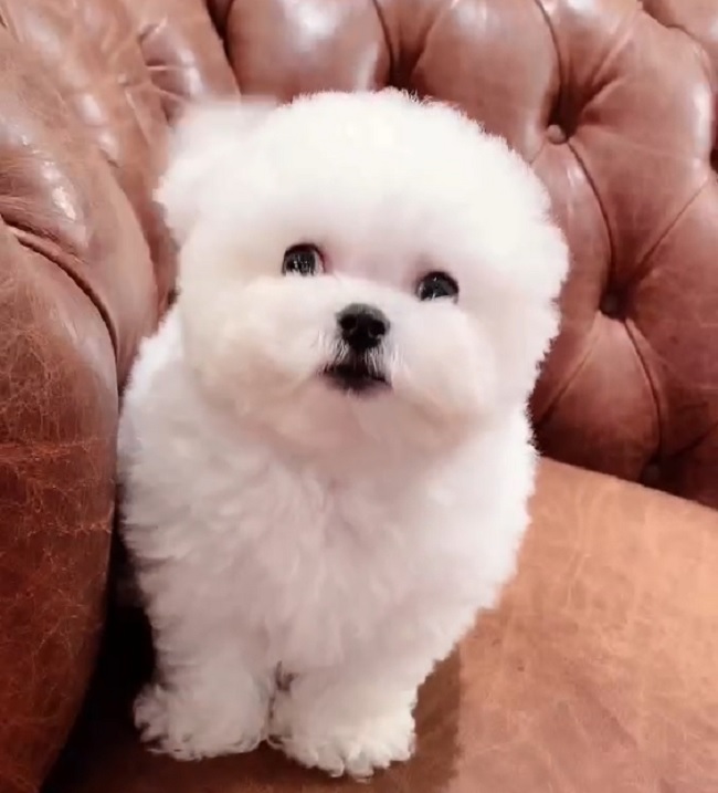 тедди пудель