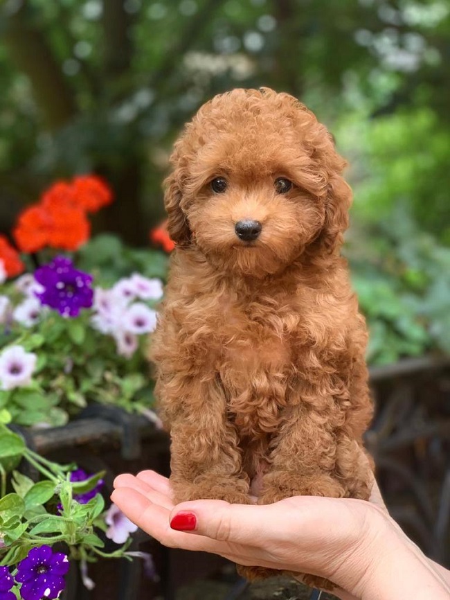 тедди пудель