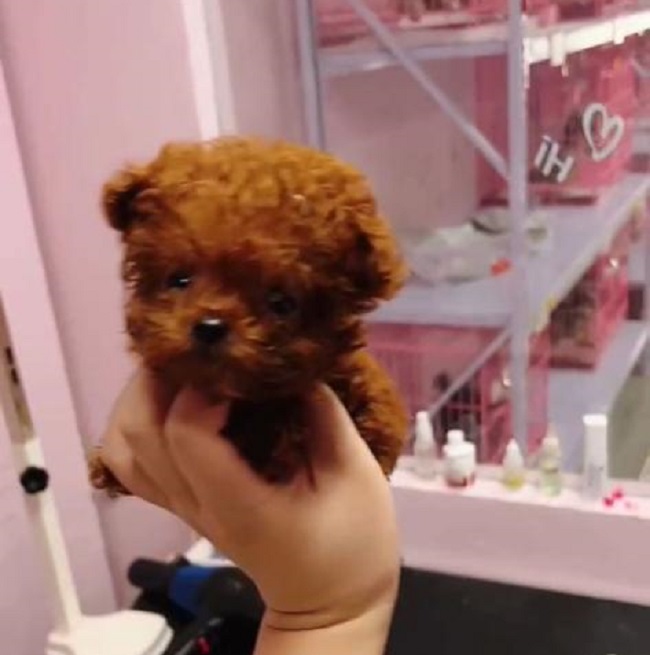 тедди пудель